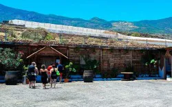 Las cuevas de abuela - Guachinche en Candelaria
